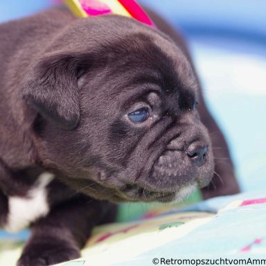 Retro Mops Welpe Retromops