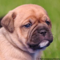 Retro Mops Welpe Retromops