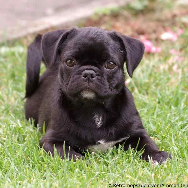Retro Mops Welpe Retromops