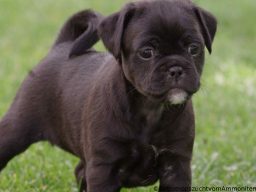 Retro Mops Welpe Retromops