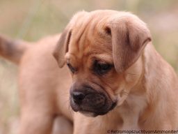 Retro Mops Welpe Retromops