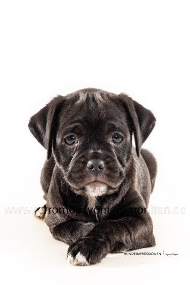 Retromopswelpe Mops