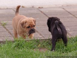 Retro Mops Welpe Retromops