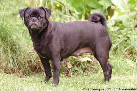 Retro Mops Hündin Welpen
